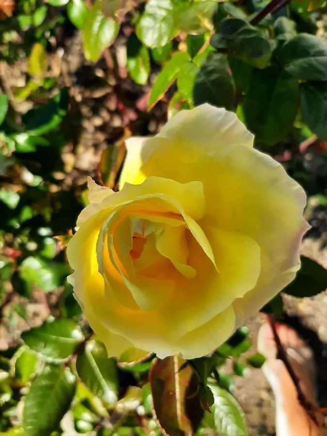 Casa Las Rosas Malaga Villa