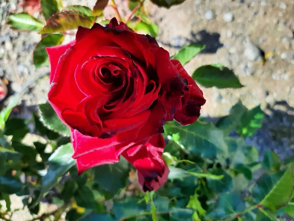 Casa Las Rosas Malaga Spain